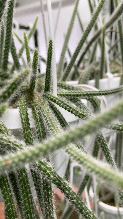 rat tail hanging succulent plant Disocactus flagelliformis – Rattail Cactus Hanging Basket – Ed's Plant Shop