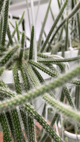 hanging rat tail succulent Disocactus flagelliformis – Rattail Cactus Hanging Basket – Ed's Plant Shop