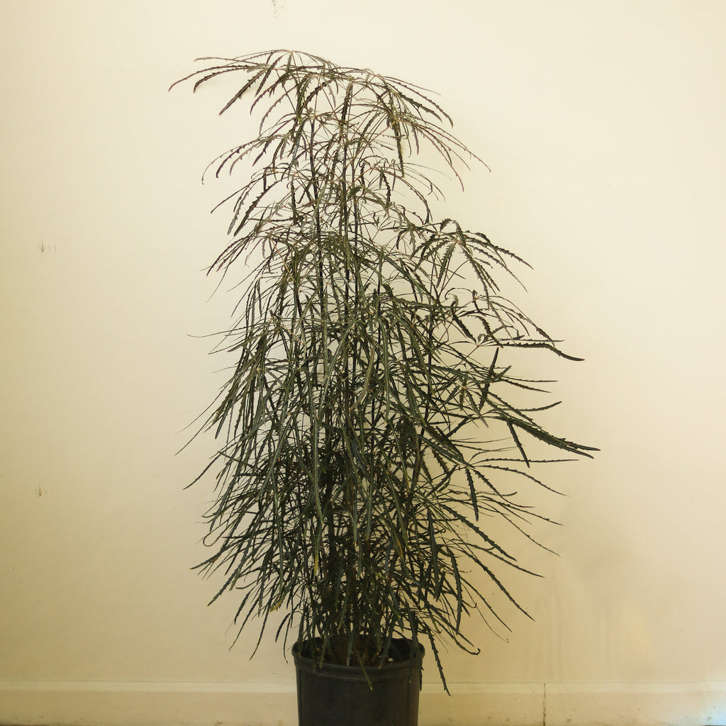 Dizygotheca Elegantissima 'False Aralia' - Ed's Plant Shop