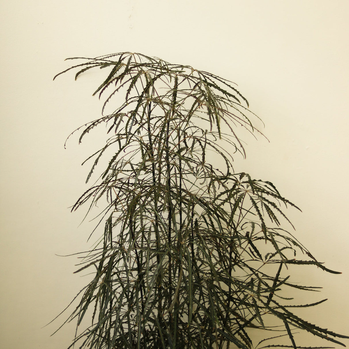 Dizygotheca Elegantissima 'False Aralia' - Ed's Plant Shop