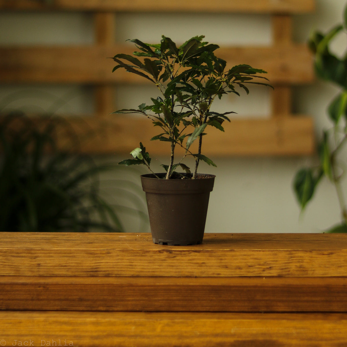 Dizygotheca Elegantissima 'False Aralia' - Ed's Plant Shop