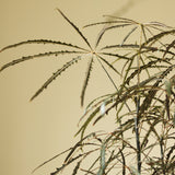 Dizygotheca Elegantissima 'False Aralia' - Ed's Plant Shop