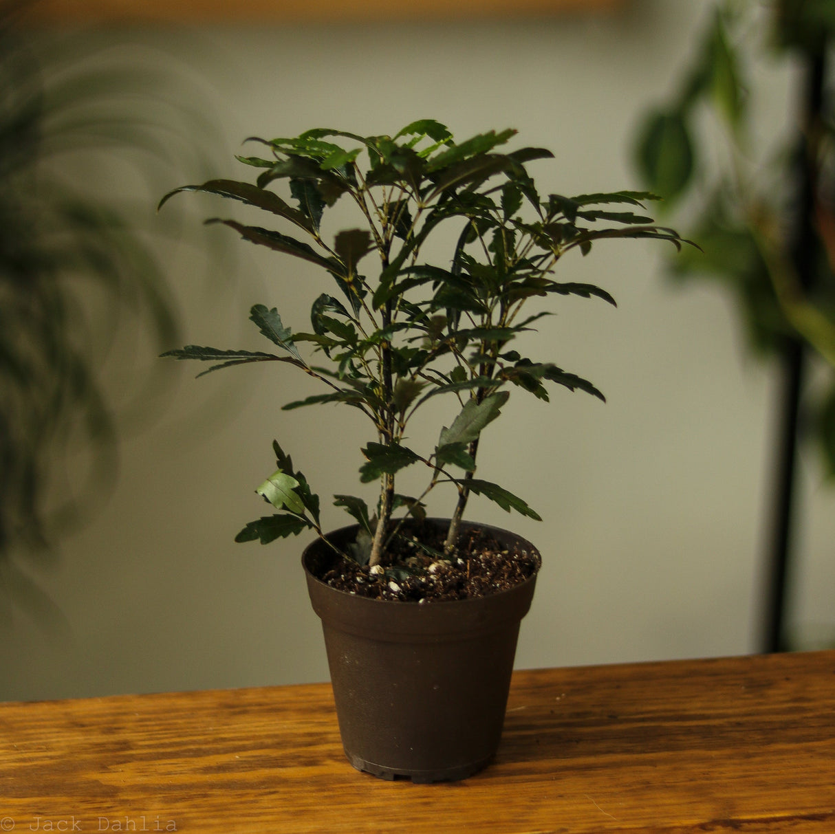 Dizygotheca Elegantissima 'False Aralia' - Ed's Plant Shop