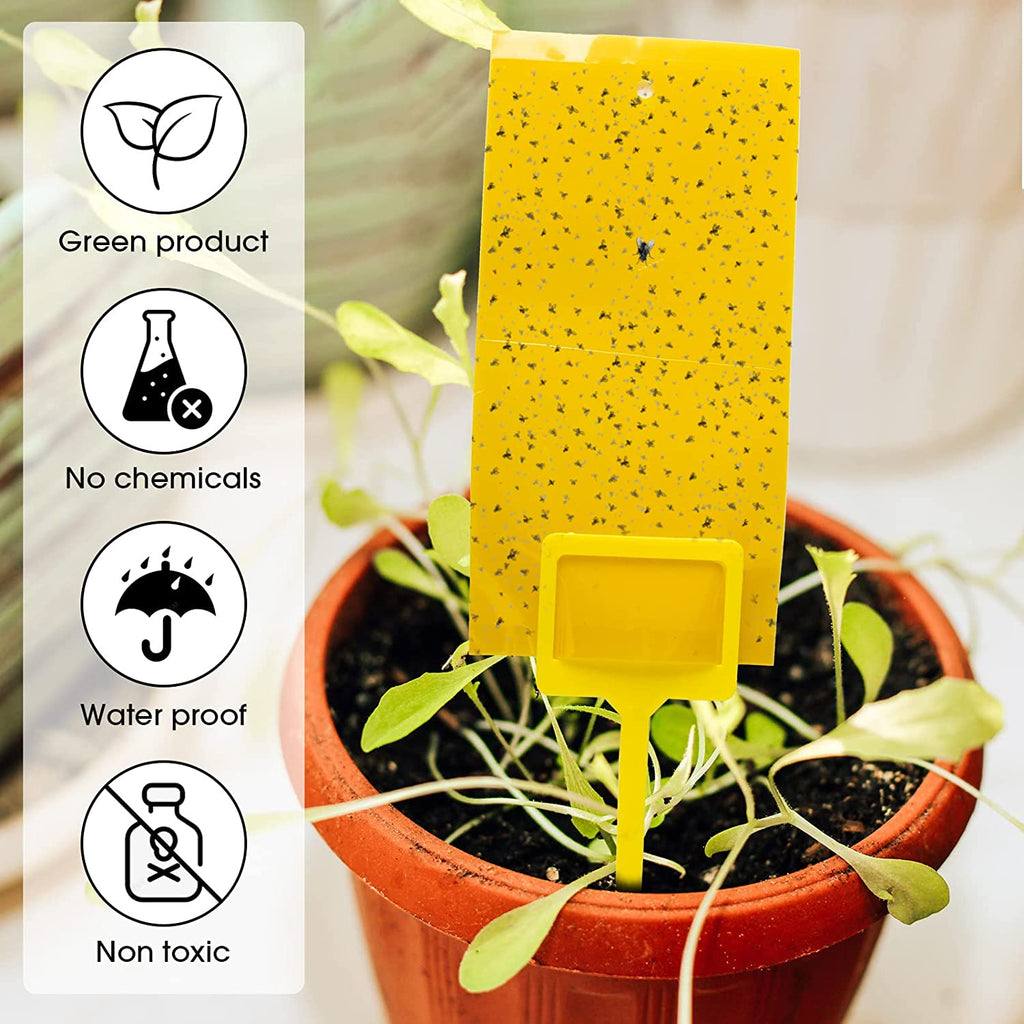 Double Sided Sticky Traps - Gnat Killer for Plants- 5 Pack - Ed's Plant Shop