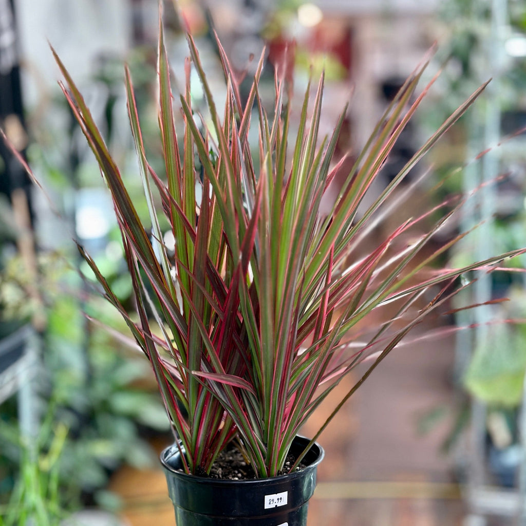 Dracena marginata 'Colorama' - Ed's Plant Shop