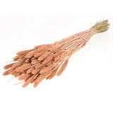 Dried Flower Bundle: Coral Setarea - Ed's Plant Shop