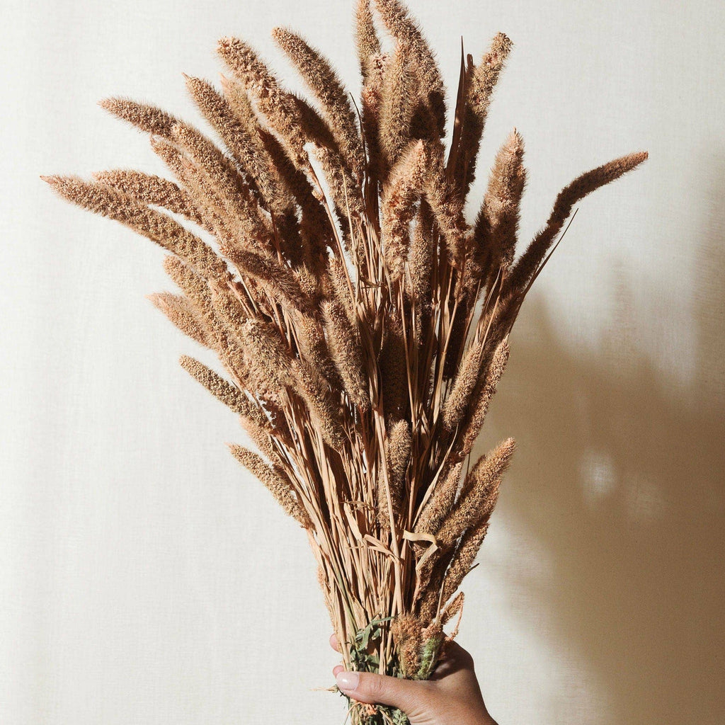Dried Flower Bundle: Coral Setarea - Ed's Plant Shop