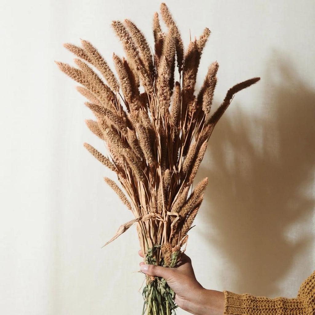 Dried Flower Bundle: Coral Setarea - Ed's Plant Shop