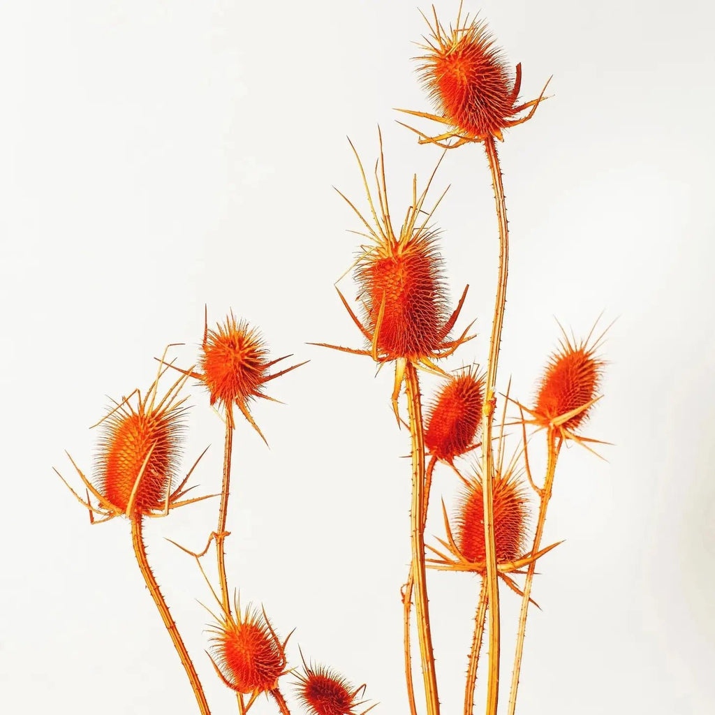 Dried Flower Bundle: Thistle - Ed's Plant Shop