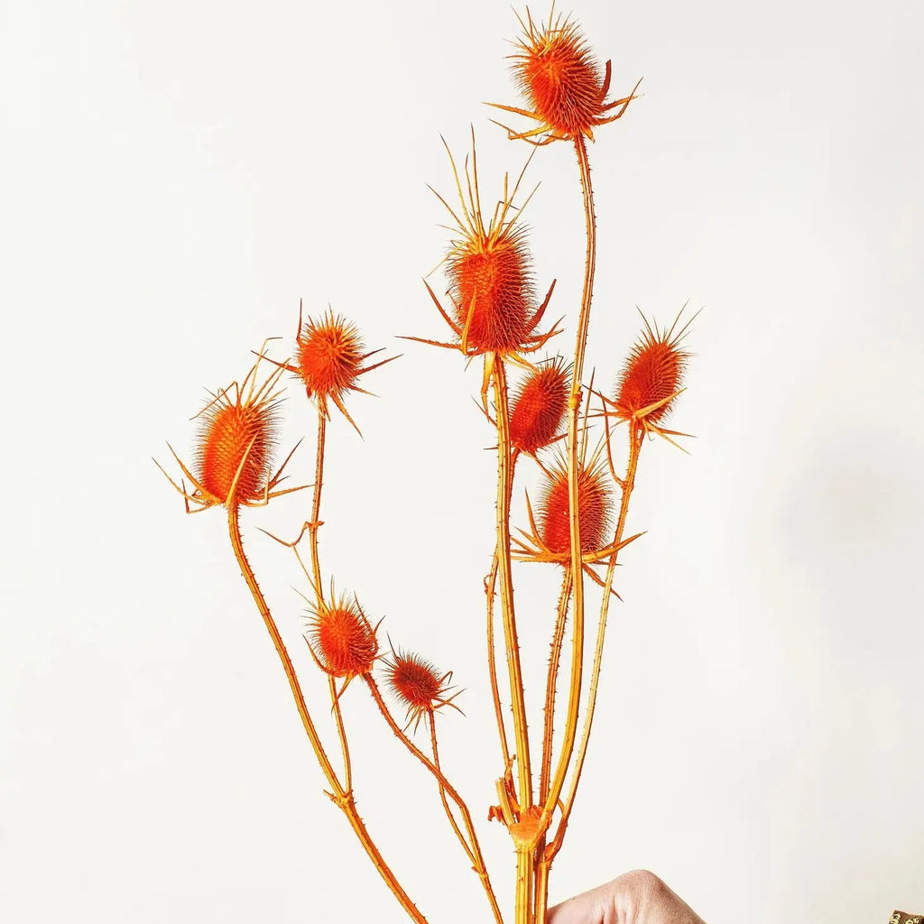 Dried Flower Bundle: Thistle - Ed's Plant Shop