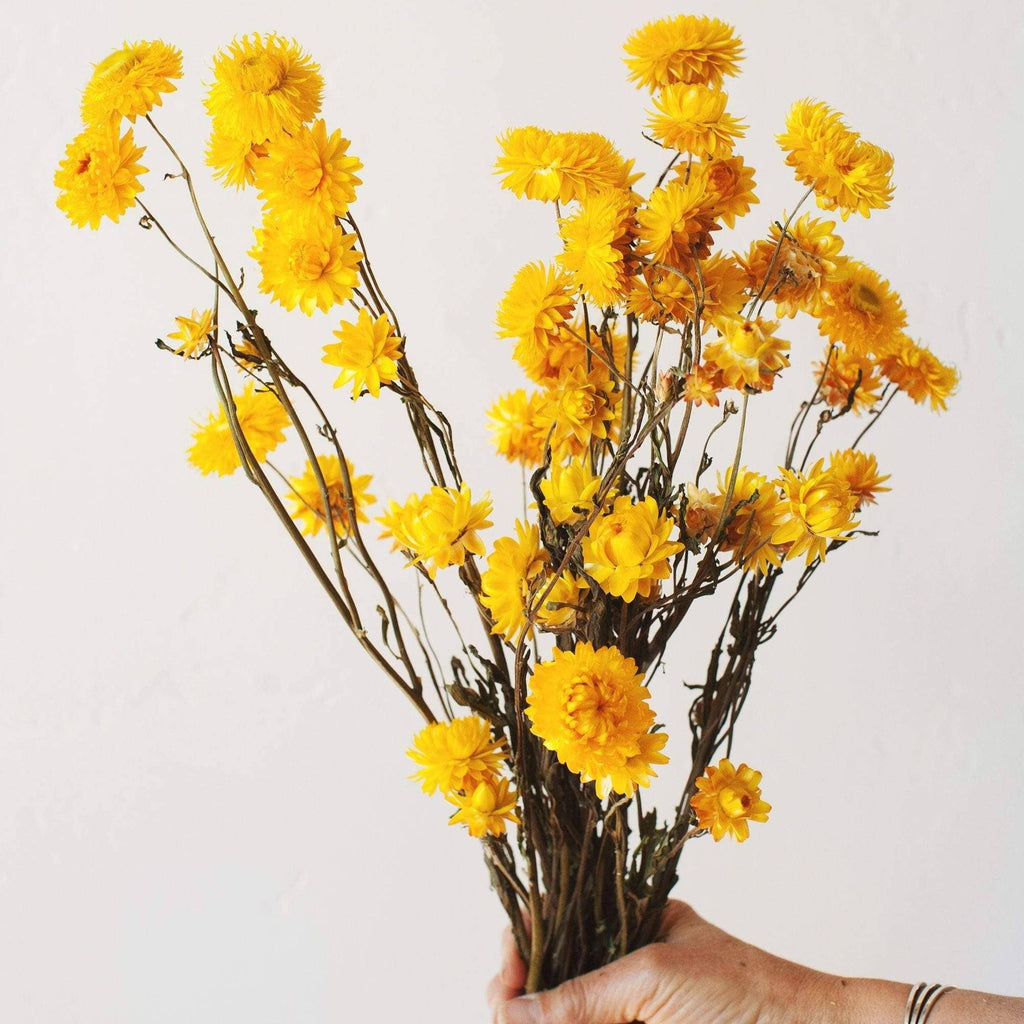 Dried Flower Bundle: Yellow Strawflower - Ed's Plant Shop