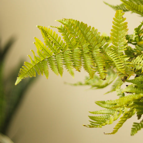 Dryopteris erythrosora - Autumn Fern - Ed's Plant Shop