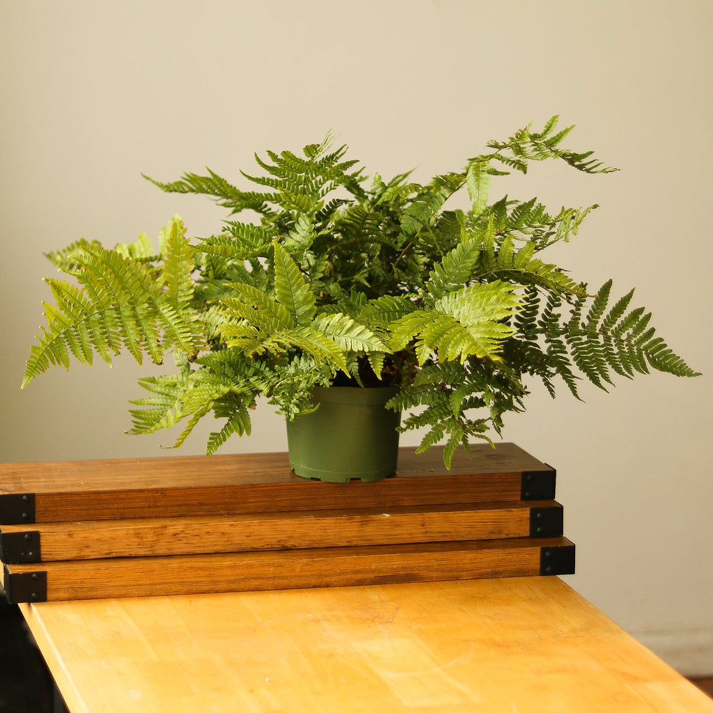 Dryopteris erythrosora - Autumn Fern - Ed's Plant Shop