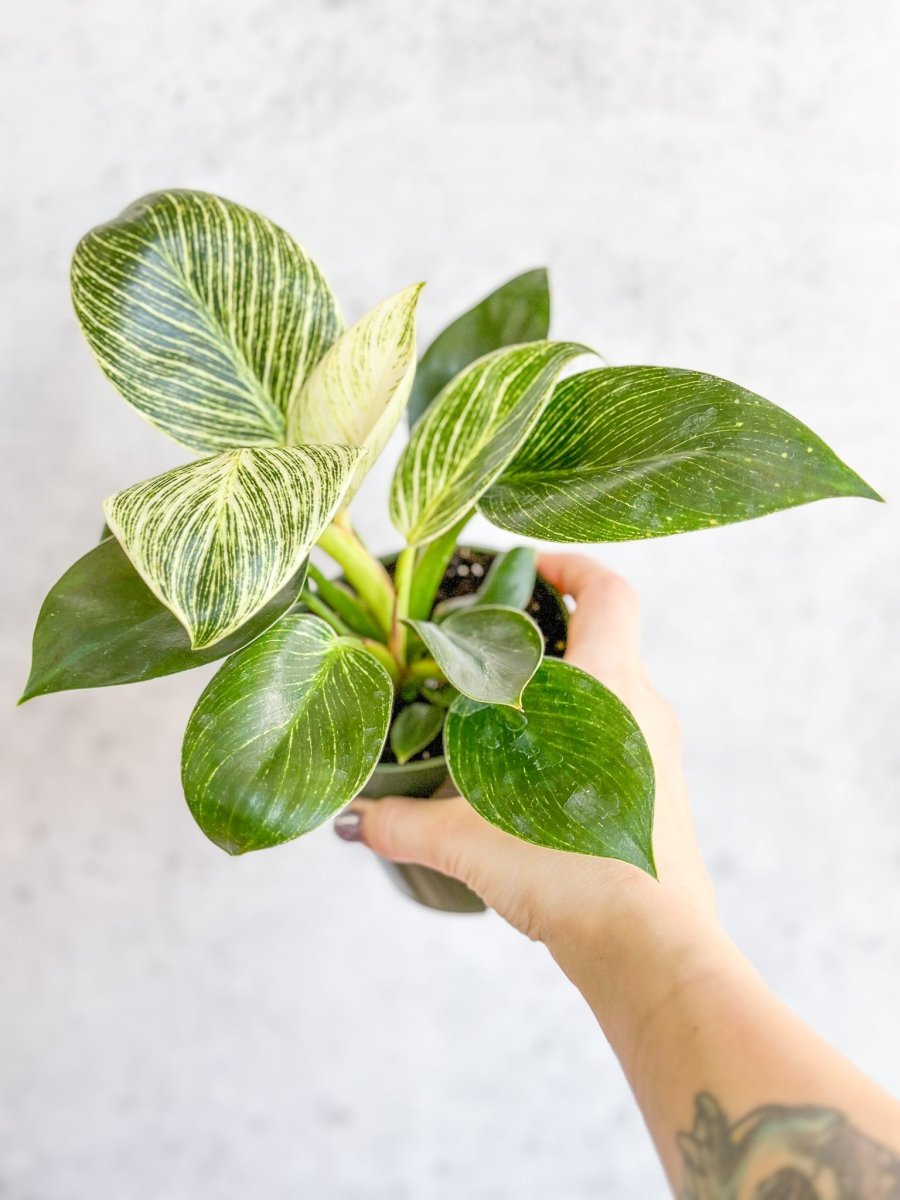 Philodendron 'Birkin' - Tropical Plant with Variegated Foliage - Ed's Plant Shop