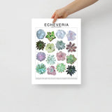 Echeveria Species ID Chart - Houseplant Succulent Art Print - Ed's Plant Shop