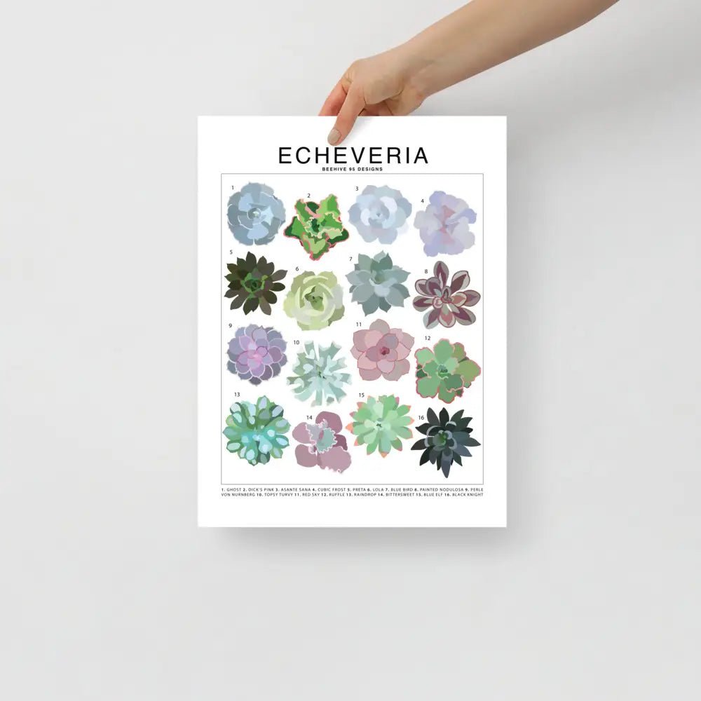 Echeveria Species ID Chart - Houseplant Succulent Art Print - Ed's Plant Shop