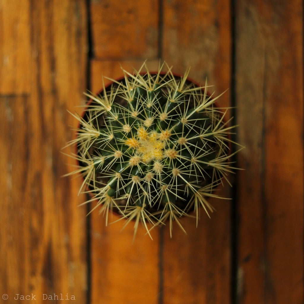 Echinocactus Grusonii ‘Golden Barrel Cactus’ - Ed's Plant Shop