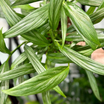 Senecio Radicans Glauca 'String of Fish Hooks' Hanging Basket