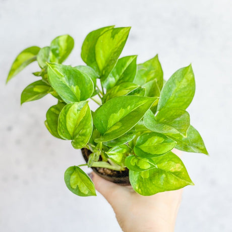 Epipremnum Aureum - ‘Global Green’ Pothos - Ed's Plant Shop