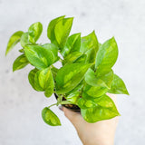 Epipremnum Aureum - ‘Global Green’ Pothos - Ed's Plant Shop