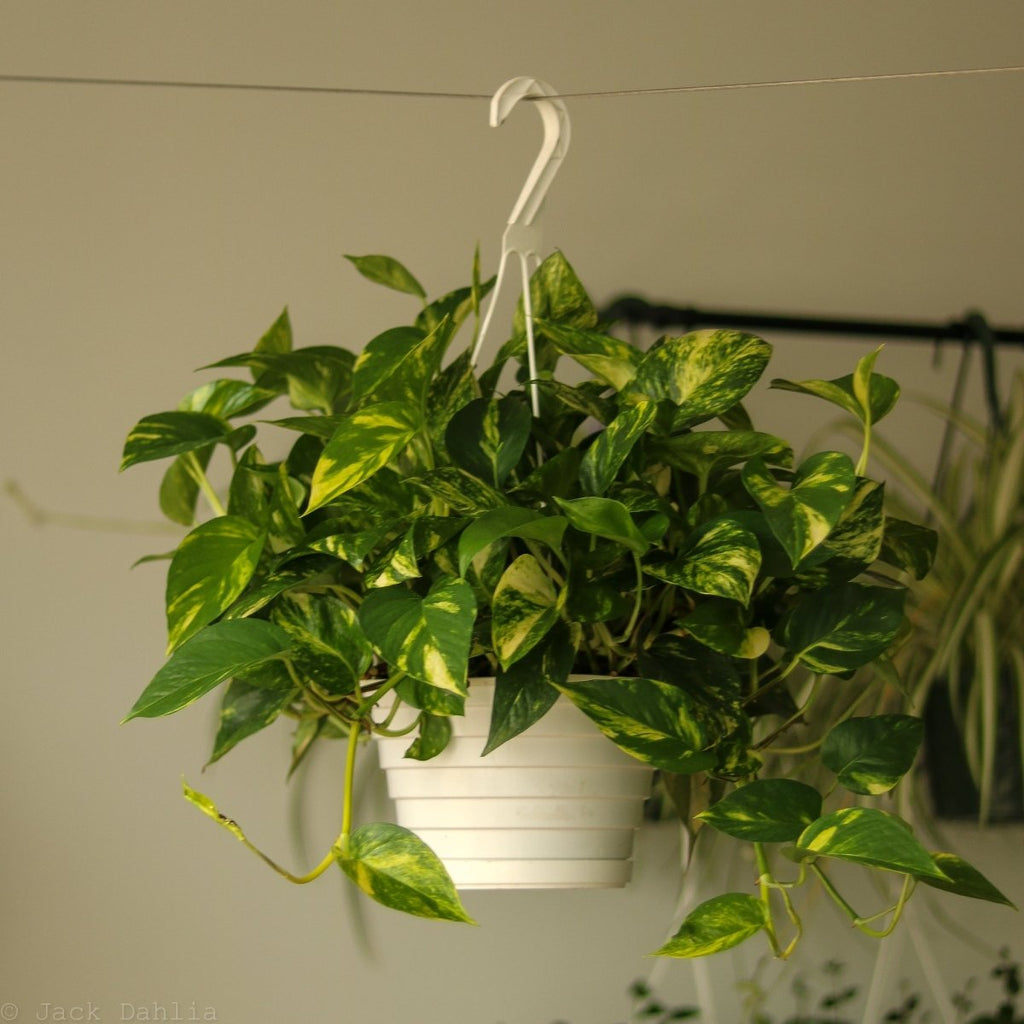Epipremnum Aureum 'Golden Pothos' Hanging Basket - Ed's Plant Shop