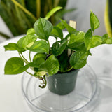 Epipremnum aureum 'Lizard Queen' - Lizard Queen Pothos - Ed's Plant Shop