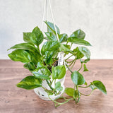 Epipremnum aureum 'Lizard Queen' - Lizard Queen Pothos - Ed's Plant Shop