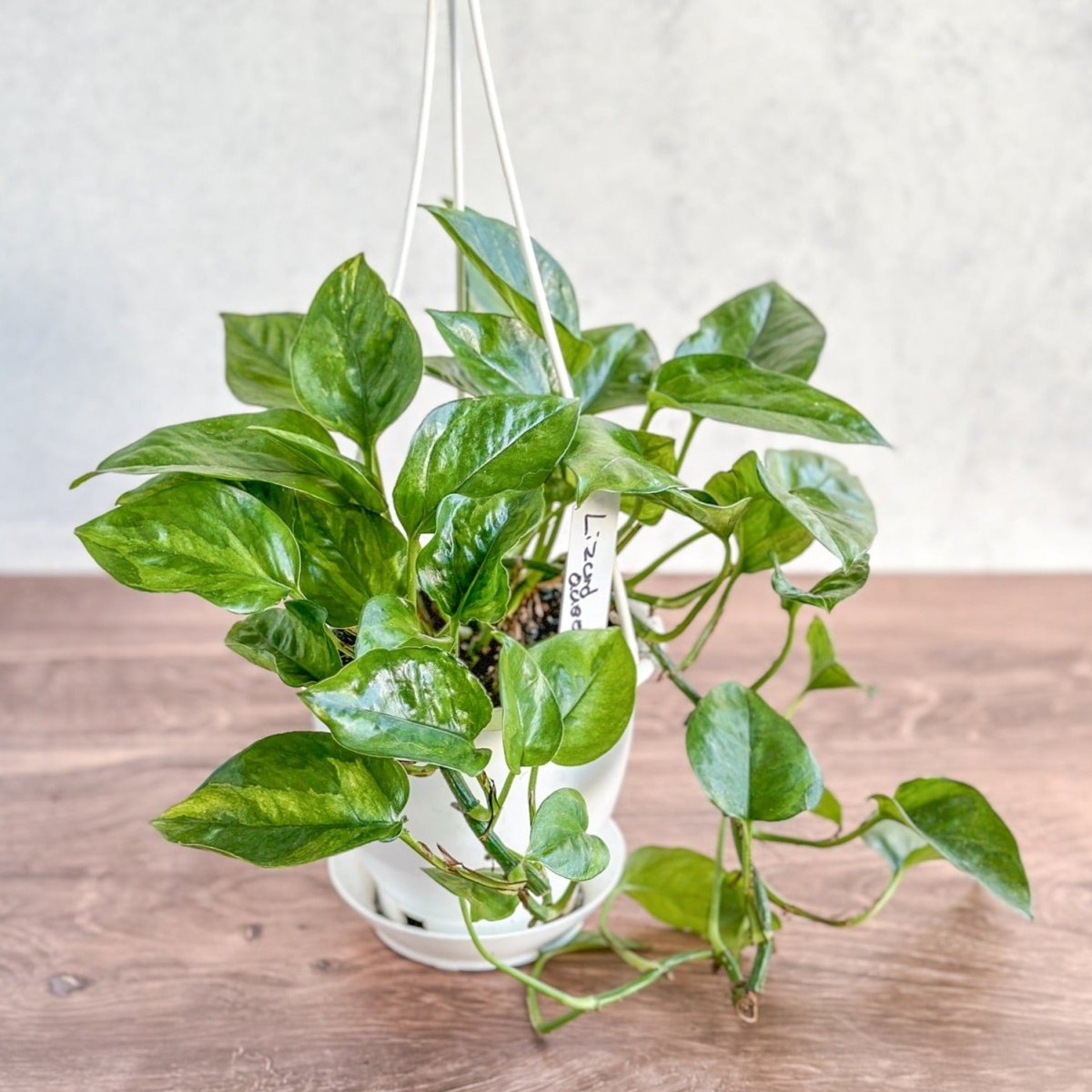 Epipremnum aureum 'Lizard Queen' - Lizard Queen Pothos Hanging Basket - Ed's Plant Shop