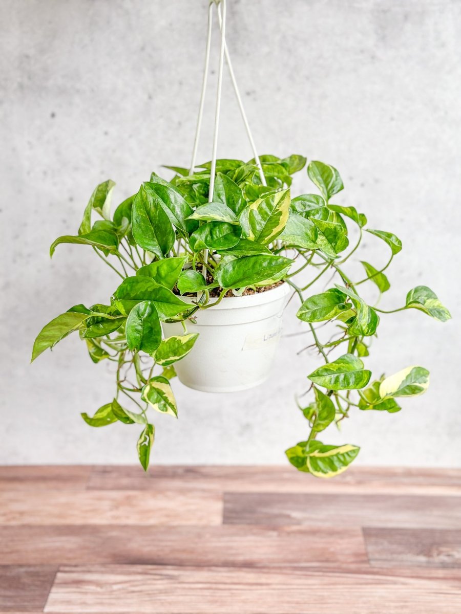 Epipremnum aureum 'Lizard Queen' - Lizard Queen Pothos Hanging Basket - Ed's Plant Shop