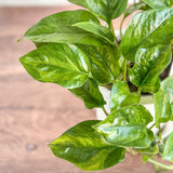 Epipremnum aureum 'Lizard Queen' - Lizard Queen Pothos Hanging Basket - Ed's Plant Shop