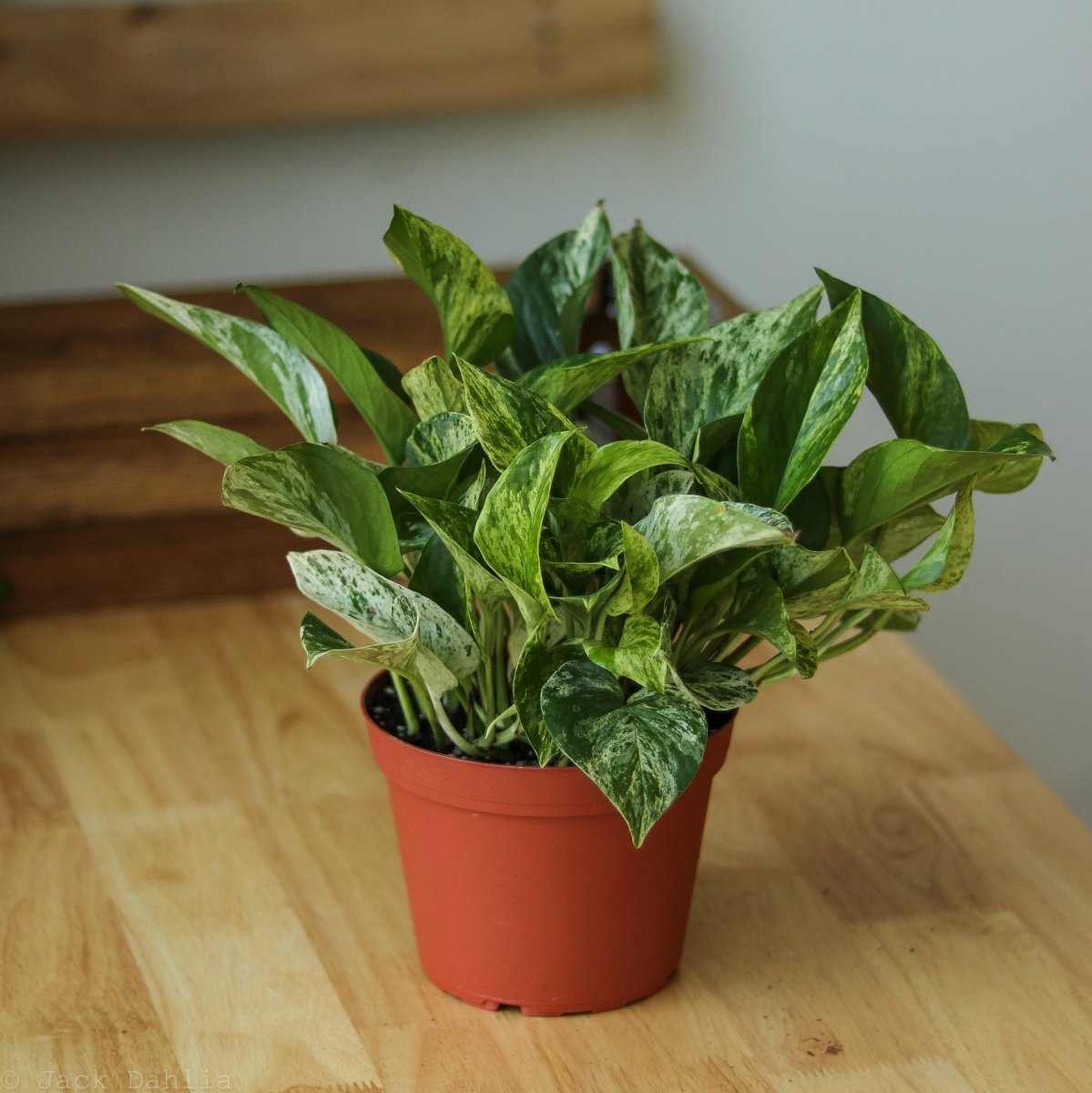 Epipremnum Aureum 'Marble Queen' Pothos - Ed's Plant Shop
