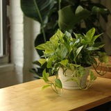 Epipremnum Aureum 'Marble Queen' Pothos Hanging Basket - Ed's Plant Shop