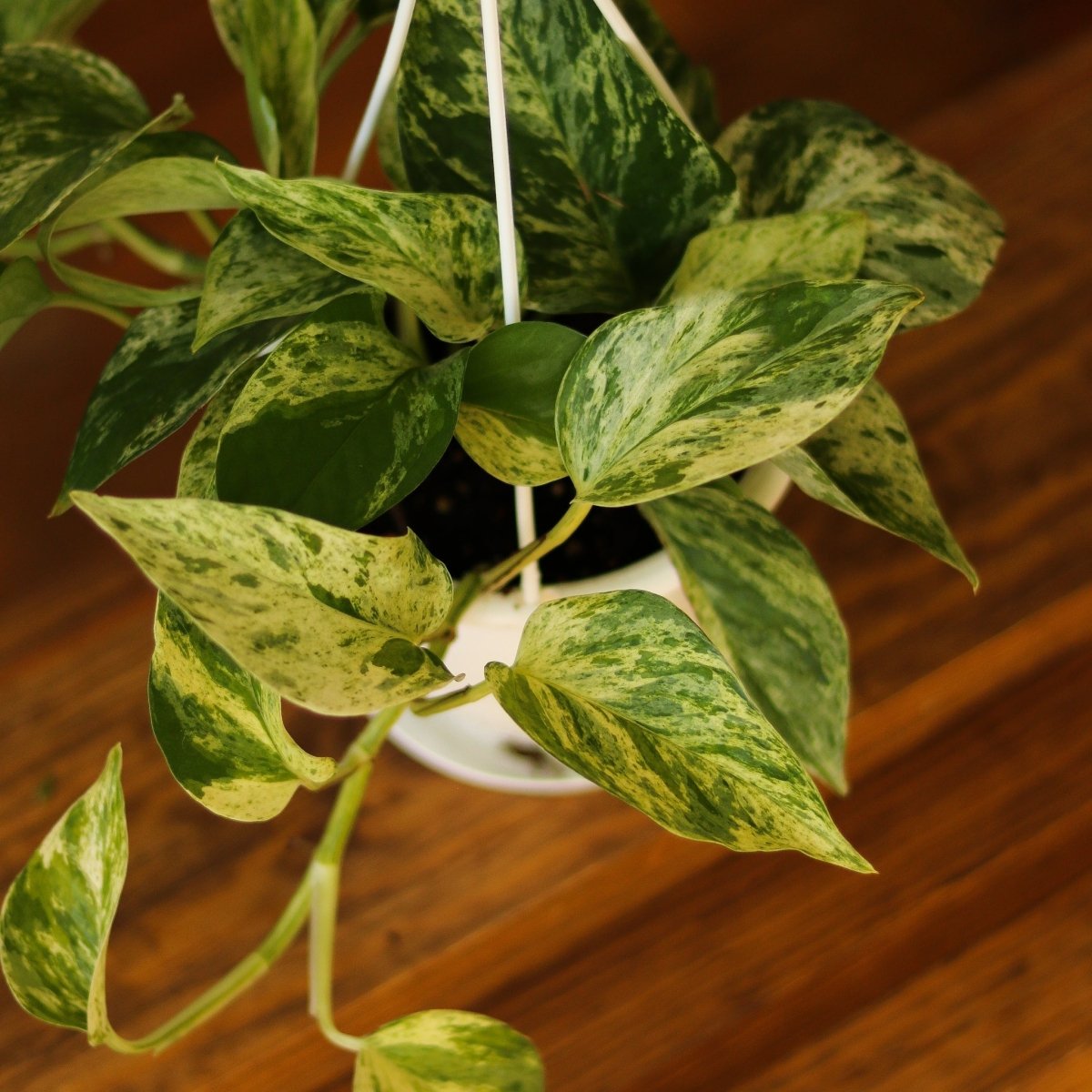 Epipremnum Aureum 'Marble Queen' Pothos Hanging Basket - Ed's Plant Shop