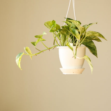 Epipremnum Aureum 'Marble Queen' Pothos Hanging Basket - Ed's Plant Shop