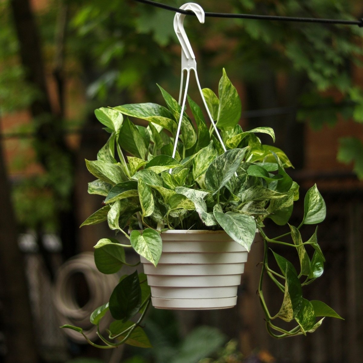 Epipremnum Aureum 'Marble Queen' Pothos Hanging Basket - Ed's Plant Shop