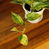 Epipremnum Aureum 'Marble Queen' Pothos Hanging Basket - Ed's Plant Shop