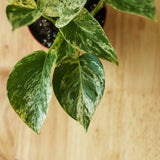 Epipremnum Aureum 'Marble Queen' Pothos Hanging Basket - Ed's Plant Shop