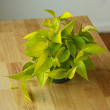 Epipremnum Aureum 'Neon' Pothos - Ed's Plant Shop