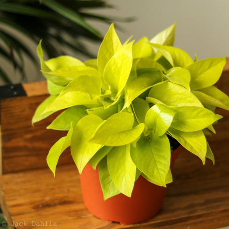 Epipremnum Aureum 'Neon' Pothos - Ed's Plant Shop