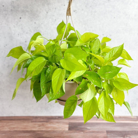 Epipremnum Aureum 'Neon' Pothos - Hanging Basket - Ed's Plant Shop