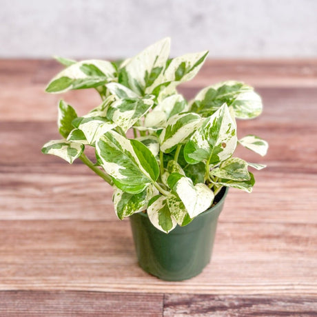 Epipremnum Aureum 'Pearls and Jade' Pothos - Ed's Plant Shop