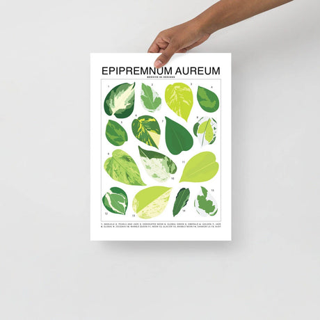 Epipremnum Aureum (Pothos) ID Chart Houseplant Art Print - Ed's Plant Shop