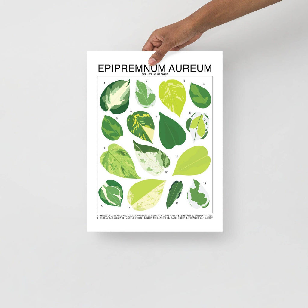 Epipremnum Aureum (Pothos) ID Chart Houseplant Art Print - Ed's Plant Shop