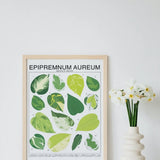 Epipremnum Aureum (Pothos) ID Chart Houseplant Art Print - Ed's Plant Shop