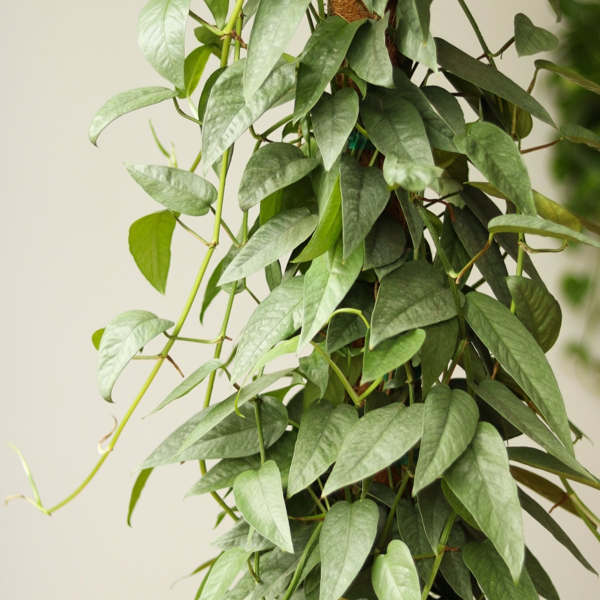 Epipremnum Pinnatum 'Cebu Blue' Hanging Basket - Ed's Plant Shop