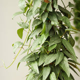 Epipremnum Pinnatum 'Cebu Blue' Hanging Basket - Ed's Plant Shop