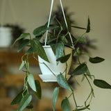 Epipremnum Pinnatum 'Cebu Blue' Hanging Basket - Ed's Plant Shop