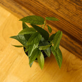 Epipremnum Pinnatum 'Cebu Blue' - Ed's Plant Shop