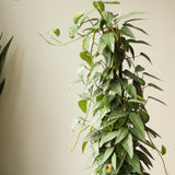 Epipremnum Pinnatum 'Cebu Blue' Hanging Basket - Ed's Plant Shop