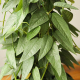 Epipremnum Pinnatum 'Cebu Blue' Hanging Basket - Ed's Plant Shop